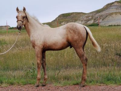 Bedrock Drift JW <BR> AQHA 6252868